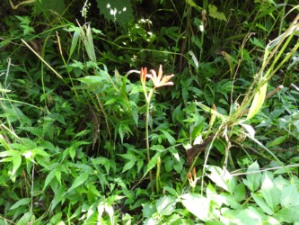 小さな株のキツネノカミソリ