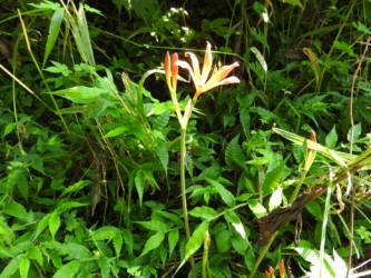 キツネノカミソリの花
