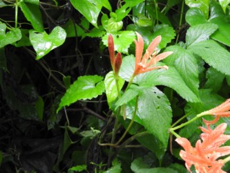 キツネノカミソリの花