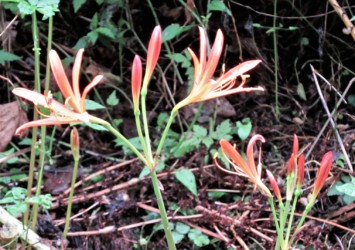 キツネノカミソリの花