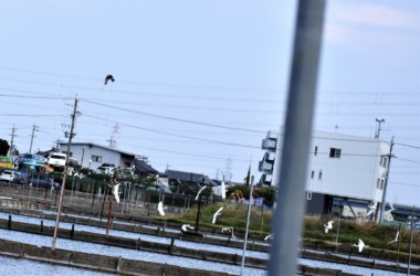 左上空ハヤブサ飛来 右往左往するコサギ