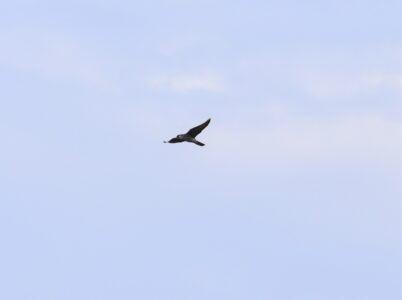 上空から様子を見るハヤブサ
