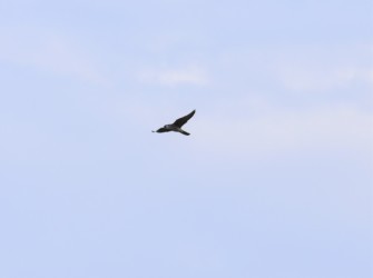 上空から様子を見るハヤブサ