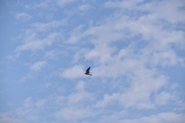 離れていくハヤブサ