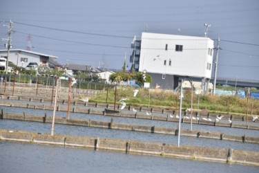 コサギたちが戻ってくる