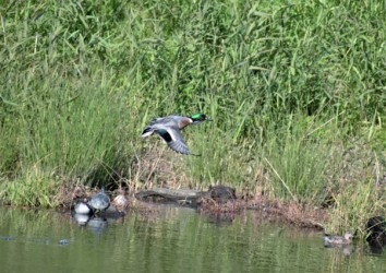 雑種の羽の模様(翼鏡)はヨシガモ