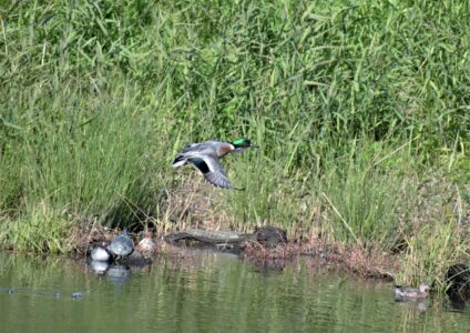 雑種の羽の模様(翼鏡)はヨシガモ
