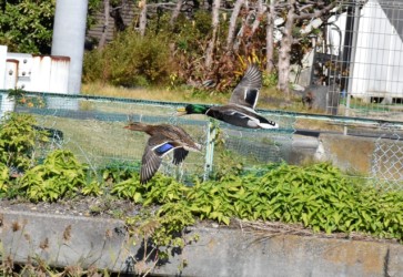 マガモの翼鏡 青を白が挟んでいる