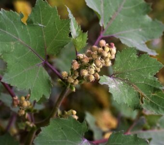 上がオナモミの雄花 下が小さな雌花
