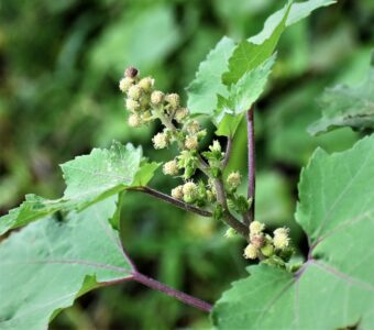 上の雄花と下の雌花