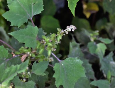 雄花が枯れ出し、雌花の実が生長