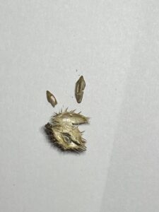 実を切ると、大小の種がある