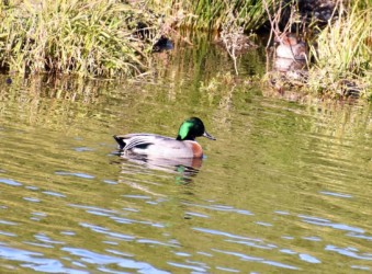 今年のヨシガモとマガモの雑種