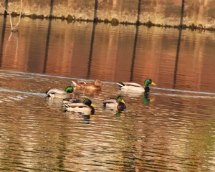 昨年のマガモの群れと一緒に