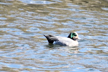 ヒドリガモとヨシガモの雑種か
