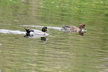 ヒドリガモとヨシガモの雑種か