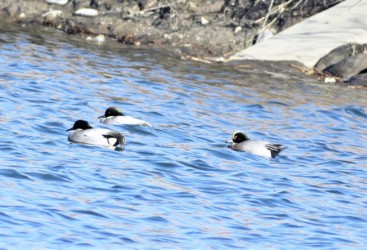 ヒドリガモとヨシガモの雑種か