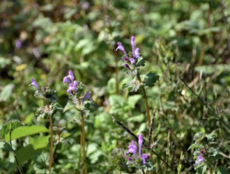 シソ科のホトケノザ