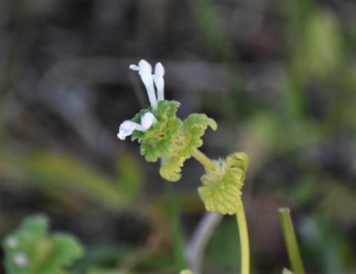 珍しい白い、シソ科のホトケノザ