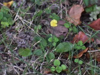 キク科のコオニタビラコかな