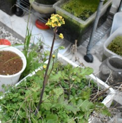 キク科のオニタビラコ