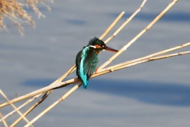 カワセミの後ろ姿 ブルーが美しい