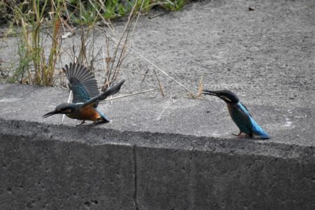 親(左)の飛び立ちを見る幼鳥(右)