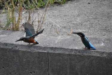 親(左)の飛び立ちを見る幼鳥(右)