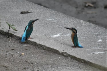親を見つめる幼鳥(右)