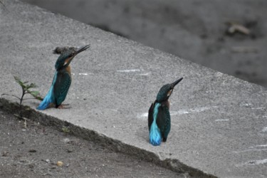 親と同じ方向を見る幼鳥(右)