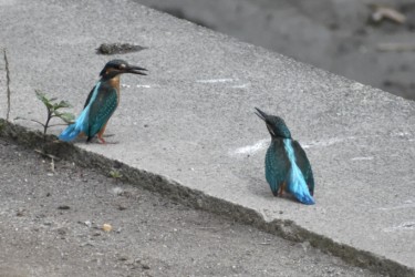親に甘える幼鳥(右)