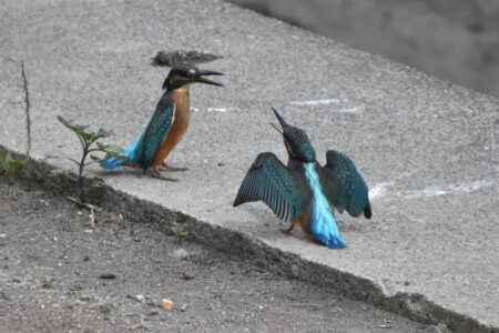 親に甘える幼鳥(右)