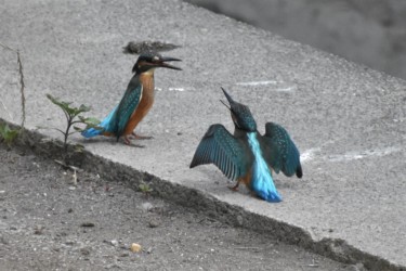 親に甘える幼鳥(右)