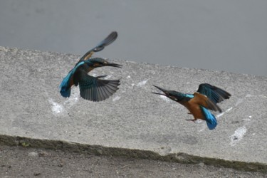 親に攻撃される幼鳥(右)