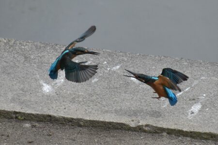 親に攻撃される幼鳥(右)