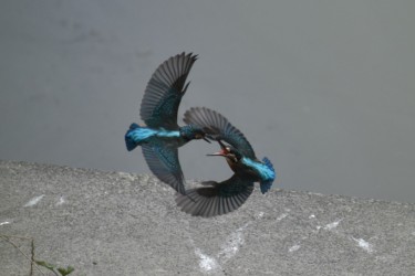 親に攻撃される幼鳥(右)