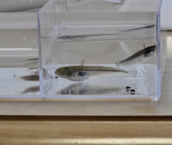 ナマズの稚魚