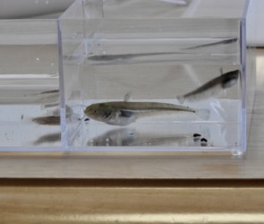 ナマズの稚魚