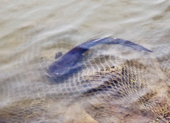 善太川の川辺にきた成魚