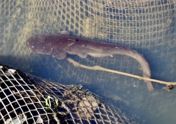 善太川の川辺にきた成魚