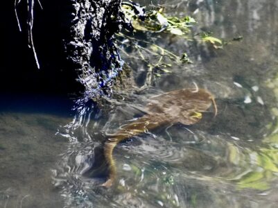 産卵で用水路に上がってきた成魚