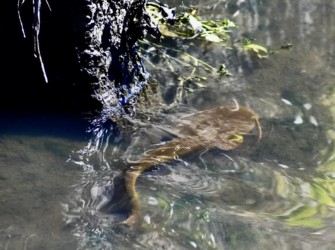 産卵で用水路に上がってきた成魚