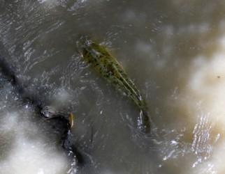 産卵で浅瀬に来た成魚