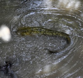 産卵で浅瀬に来た成魚