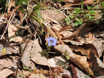 咲いているフデリンドウ