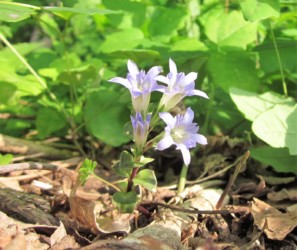 咲いているフデリンドウ