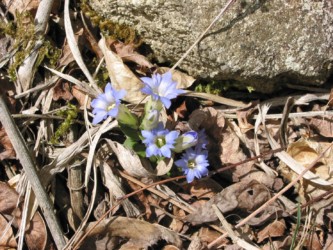 咲いているフデリンドウ