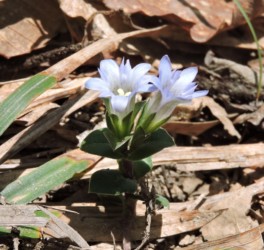 咲いているフデリンドウ