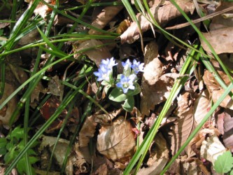 咲いているフデリンドウ