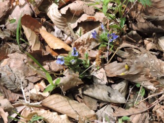 枯れ出したフデリンドウ(左)